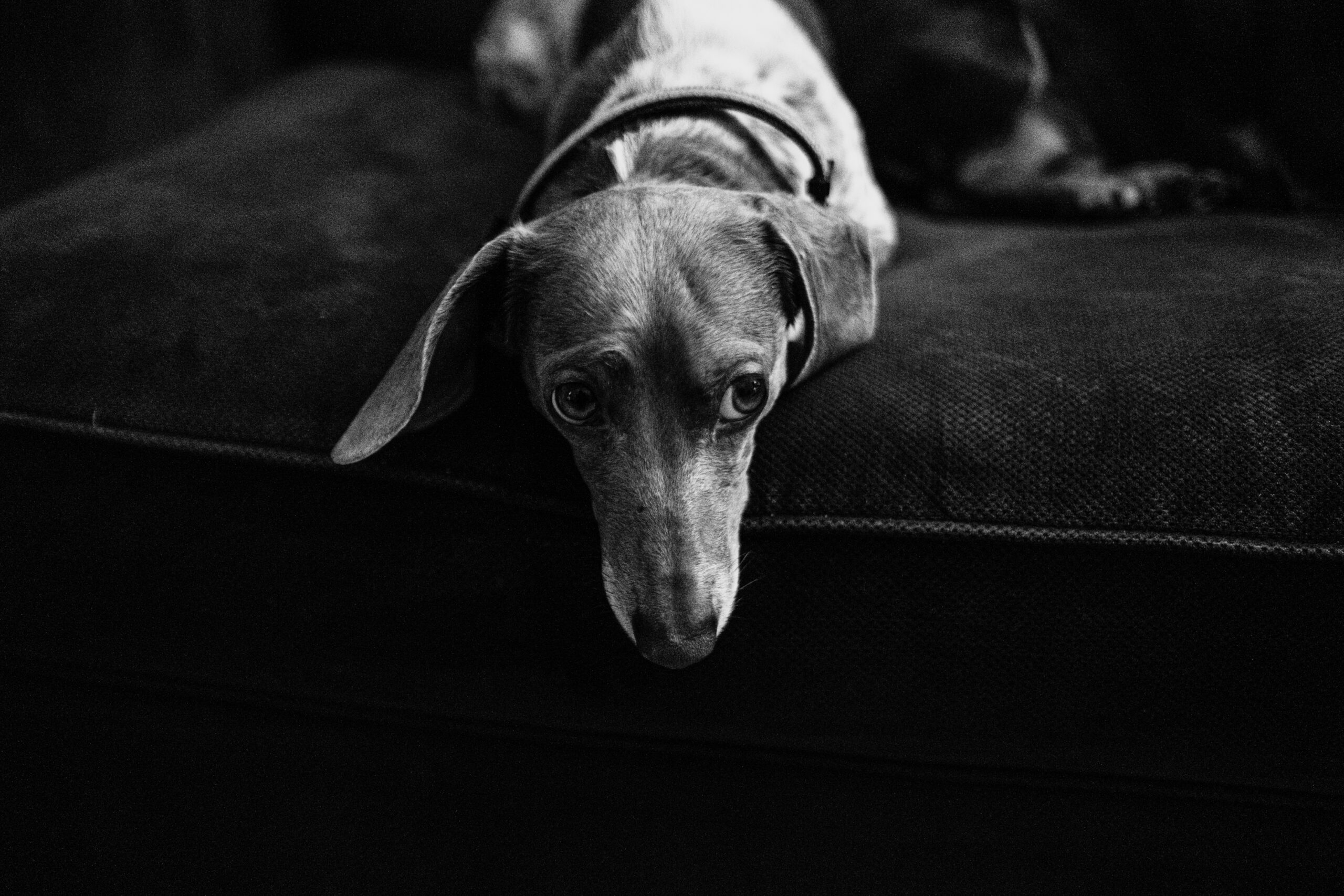 dog, dachshund, art, black and white, fujifilm x-pro3