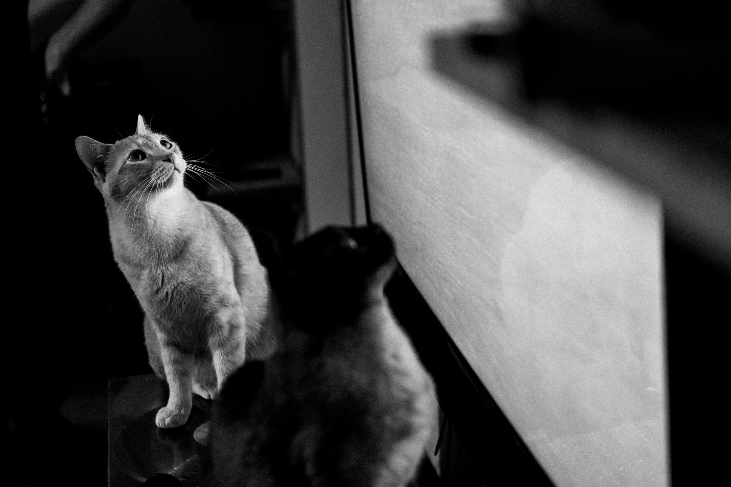 Cats, art, black and white, fujifilm x-pro3