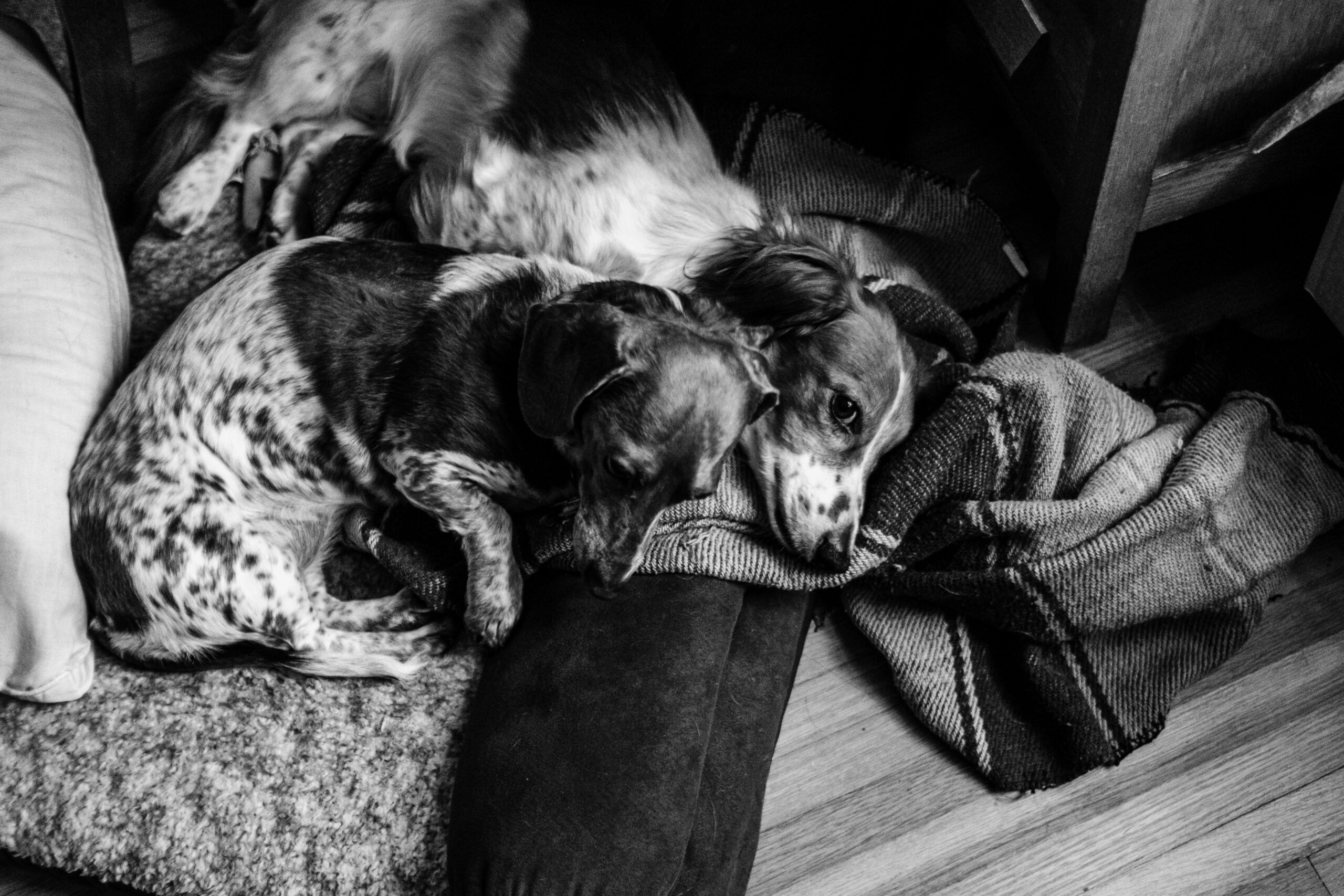 Dogs, Dachshunds, art, black and white, fujifilm x-pro3